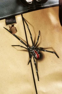 1265615_611735395515443_62833816_o